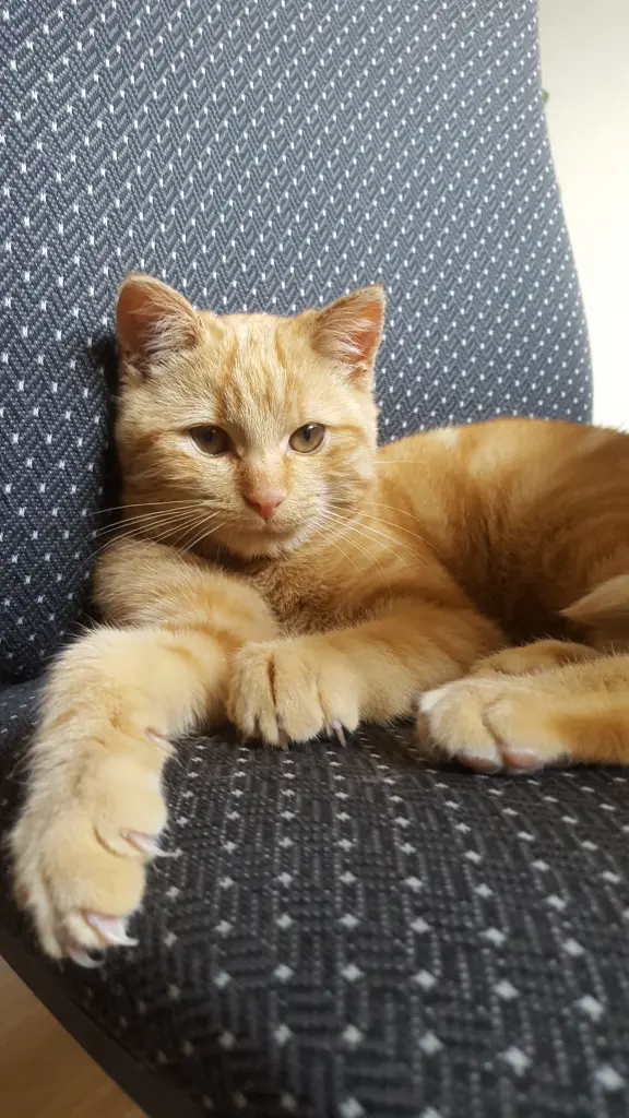 Image from Simba