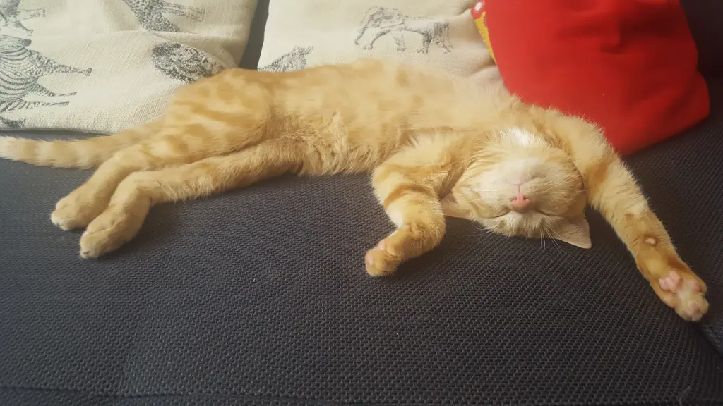 Image from Simba