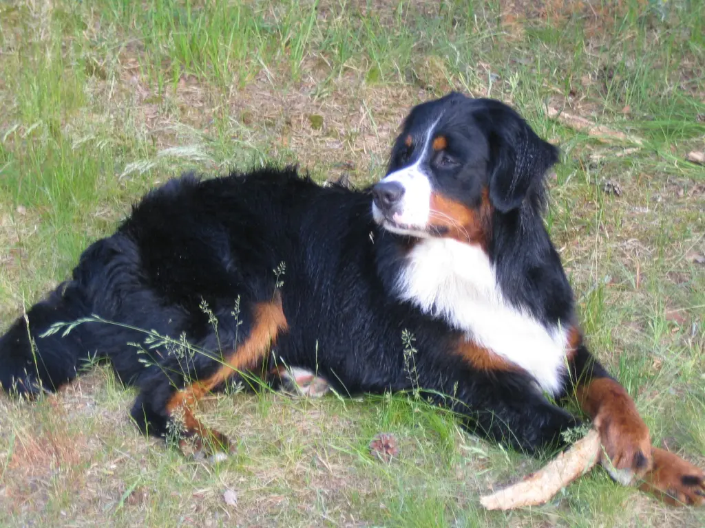 Condolence image of Dorin mit Mephisto im Herzen