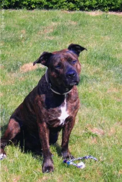 Image from Eirapüppi