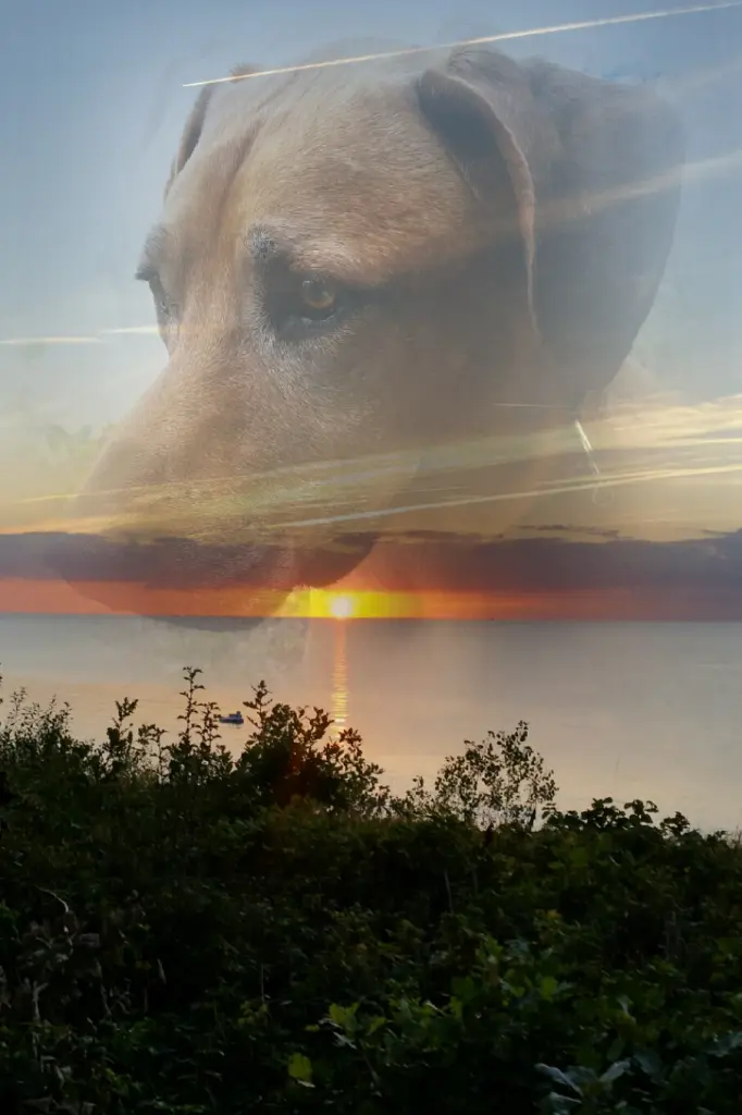 Image from Simba