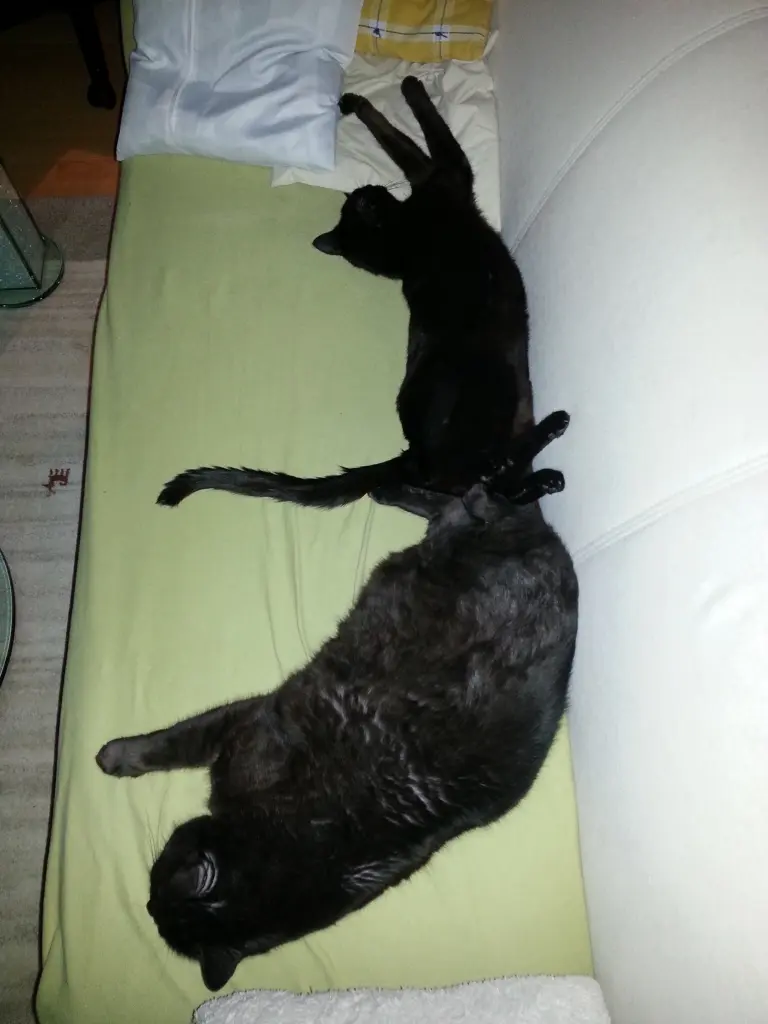Image from Thommy