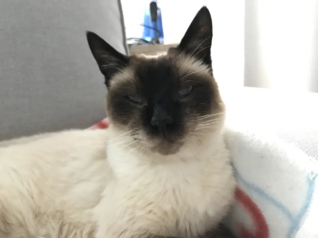 Image from Spoky