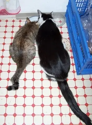 Image from Greebo