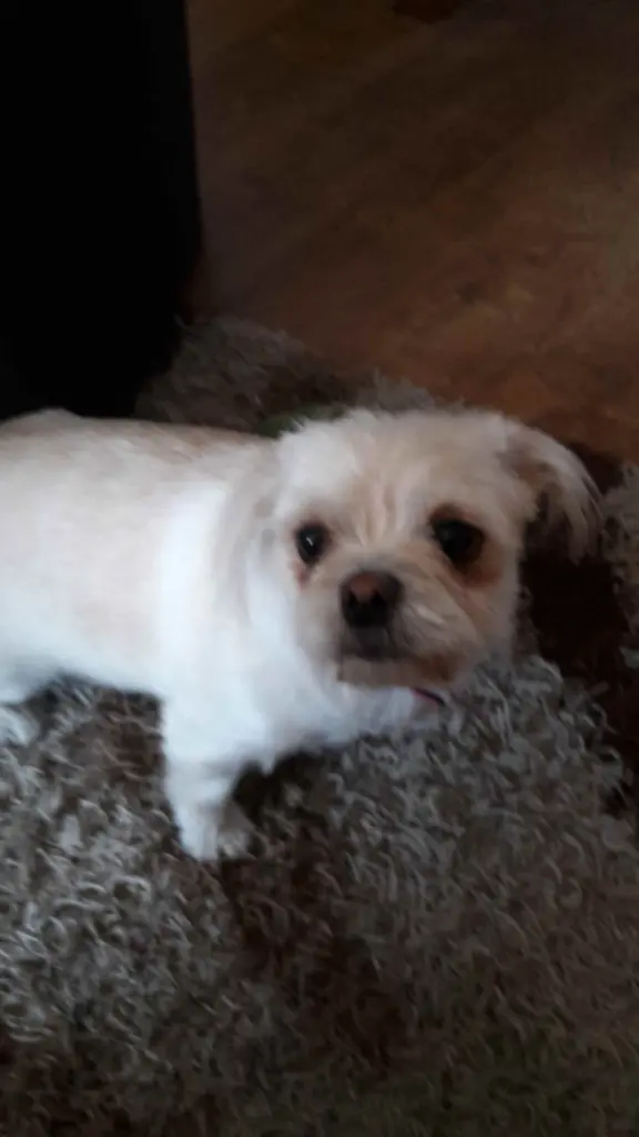 Condolence image of Britta