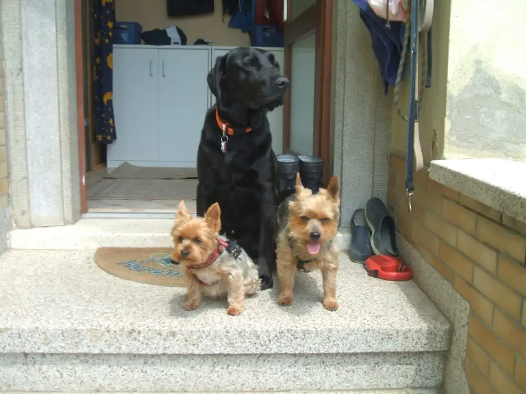 Image from Simba
