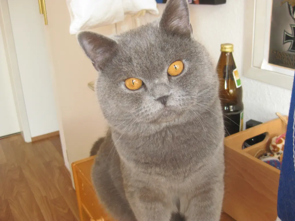 Condolence image of Kai