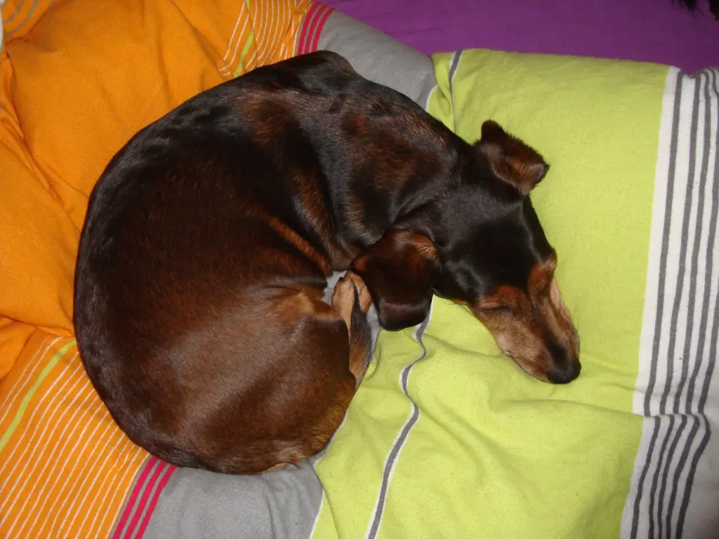 Image from Lola