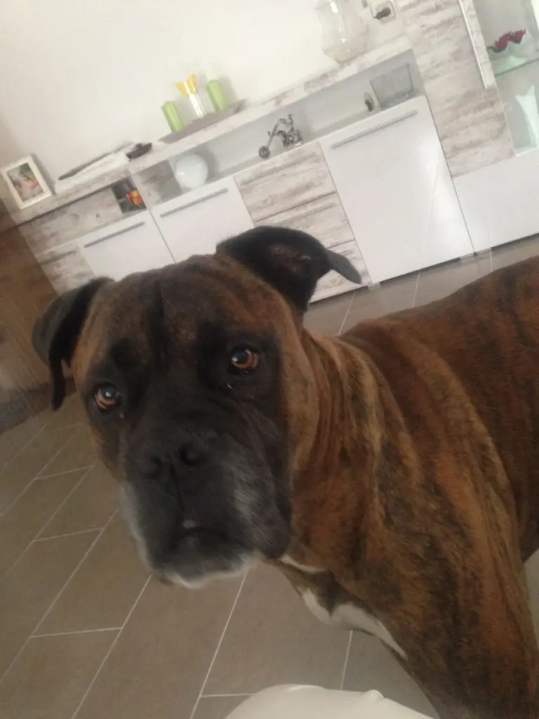 Image from Sparky