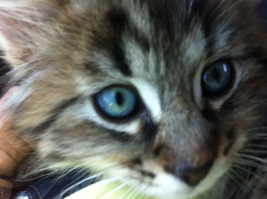 Image from Mr. Jinx