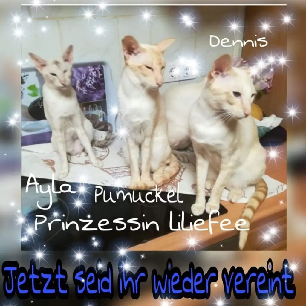 Image from Prinzessin Lillifee Ayla von Elegantboy 
