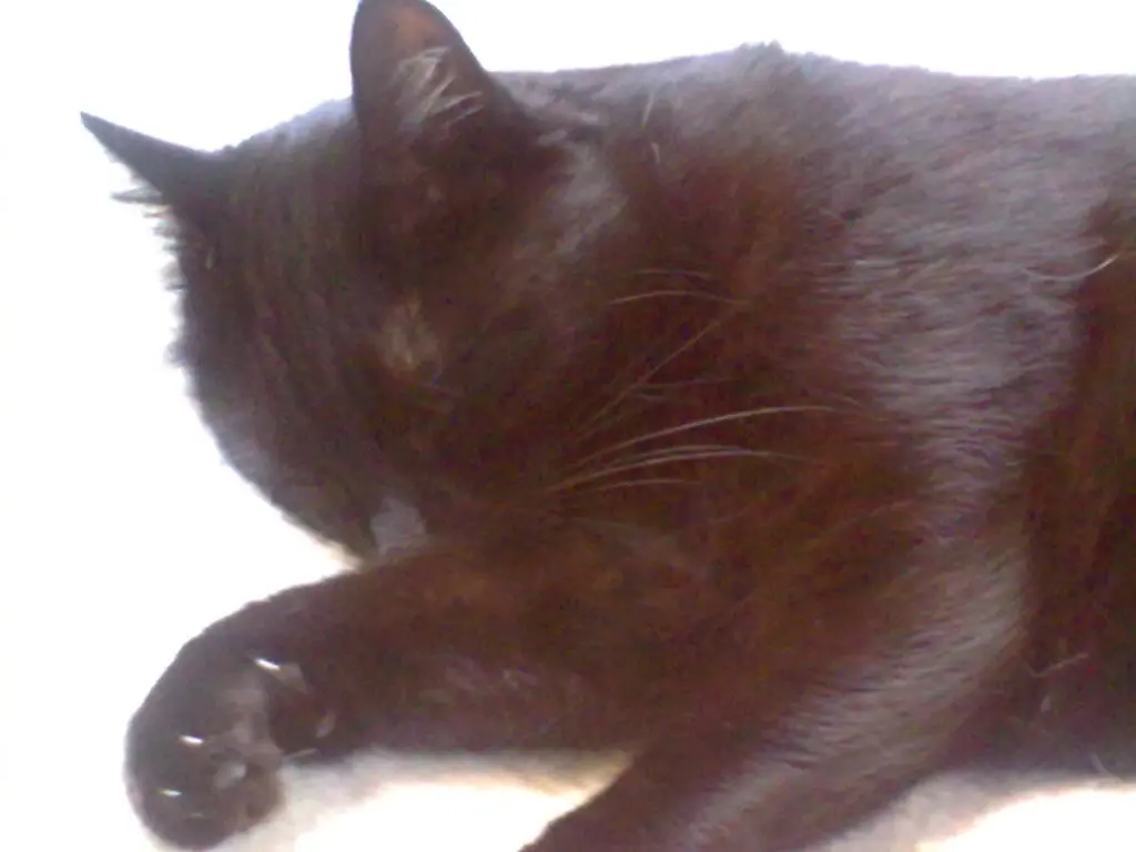 Image from Kassjopaja