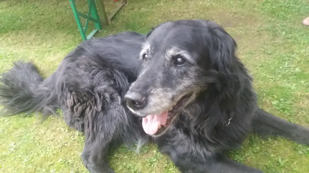 Bild von Lucky