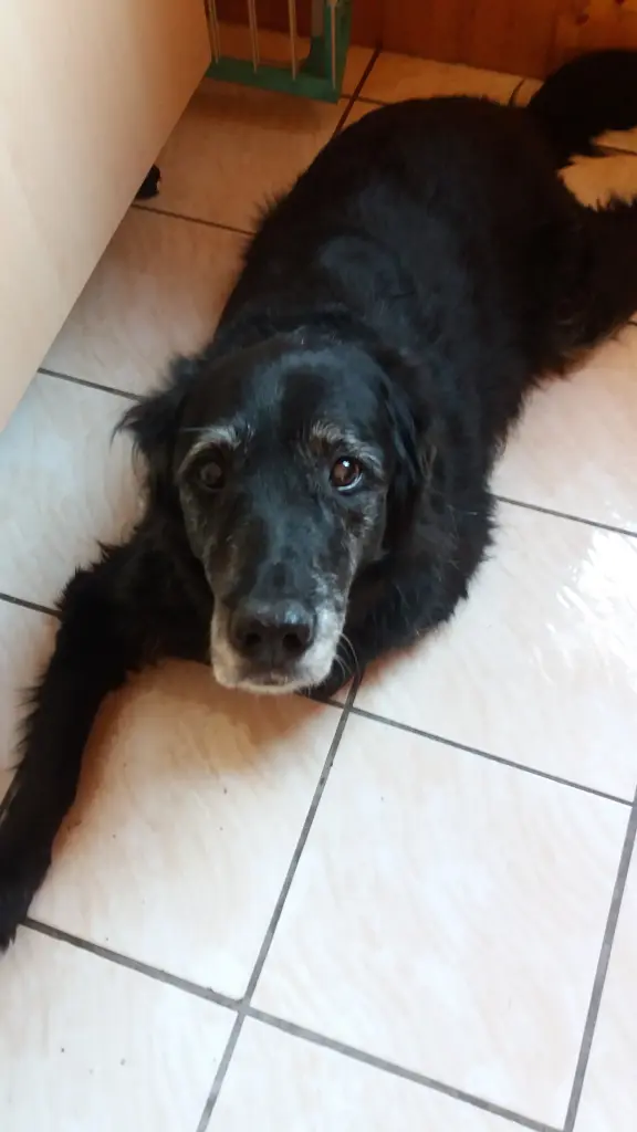 Bild von Lucky