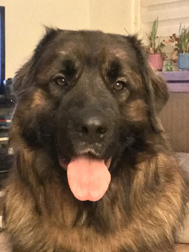 Bild von Echo