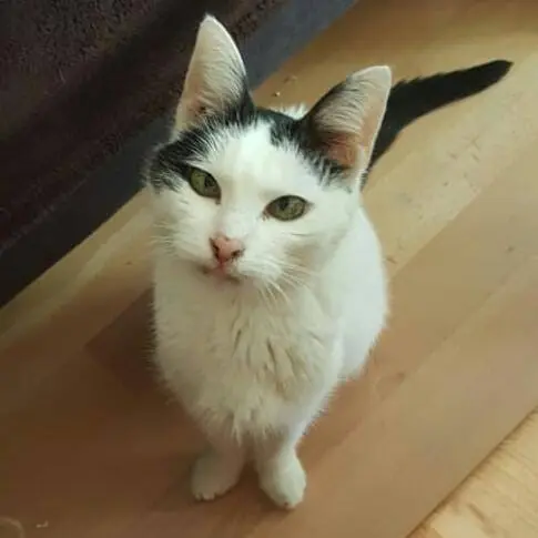 Bild von Fienchen alias Fieni, Fienimaus, Fienele und Fienibie