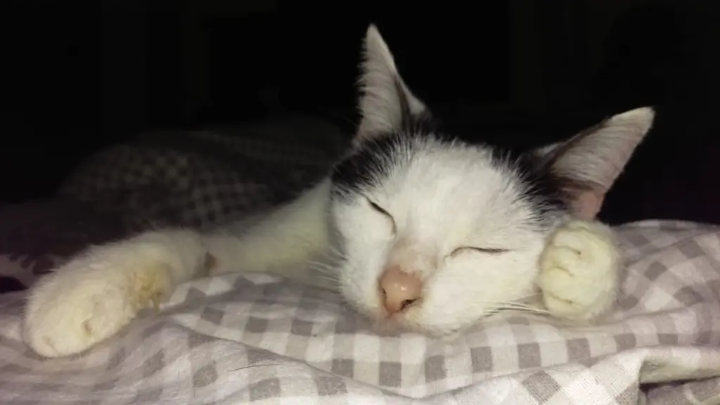 Bild von Fienchen alias Fieni, Fienimaus, Fienele und Fienibie