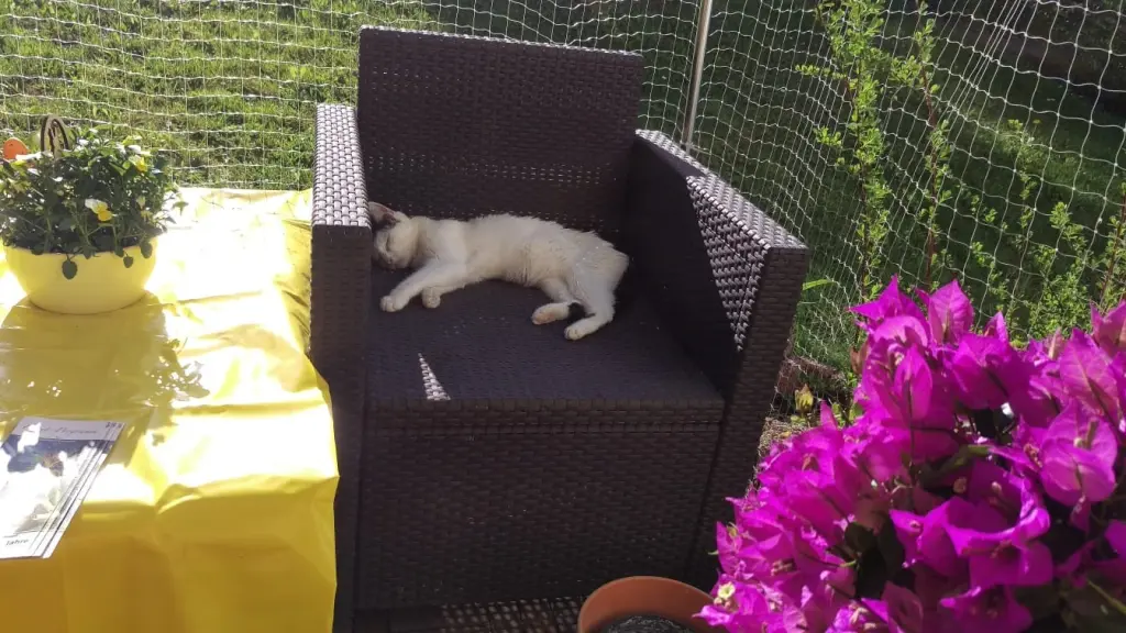 Bild von Fienchen alias Fieni, Fienimaus, Fienele und Fienibie
