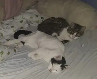 Bild von Fienchen alias Fieni, Fienimaus, Fienele und Fienibie