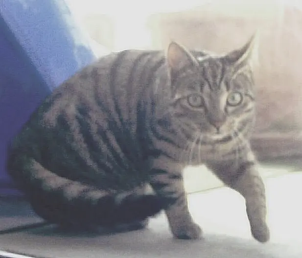 Bild von Sheila