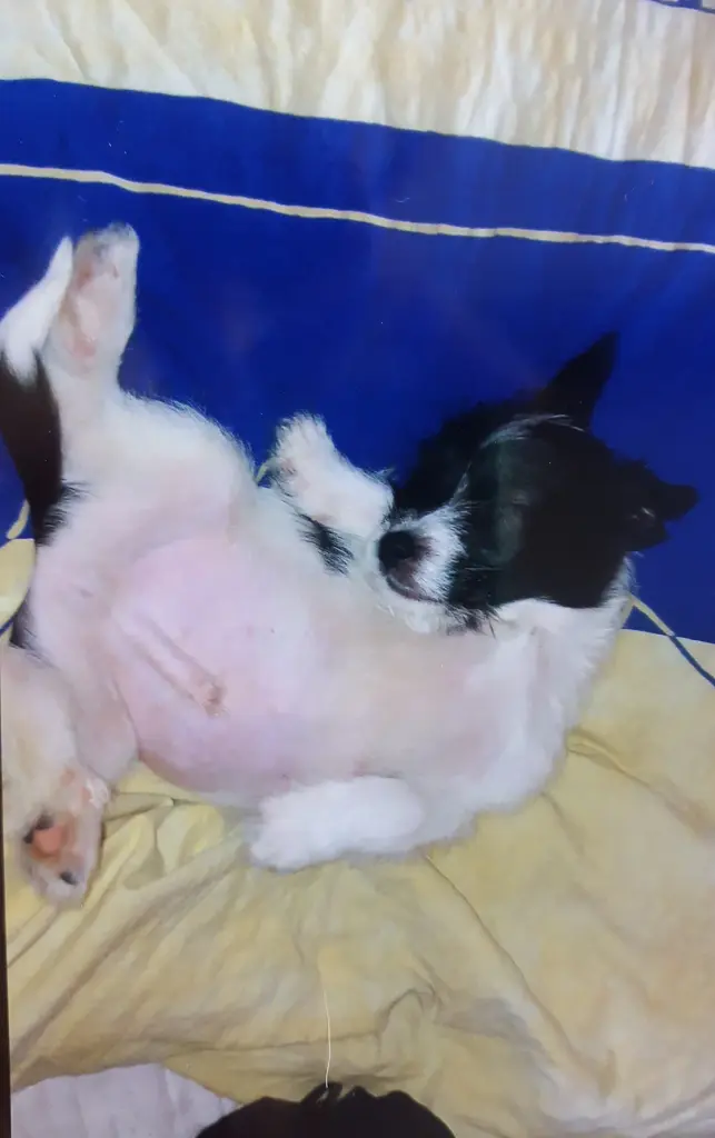 Bild von Rocky