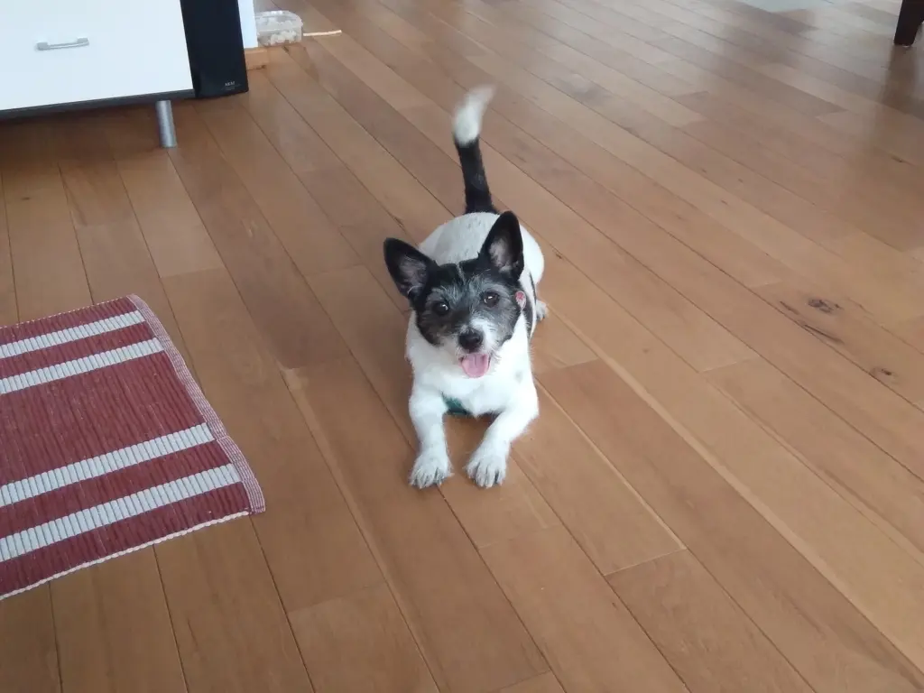 Bild von Rocky
