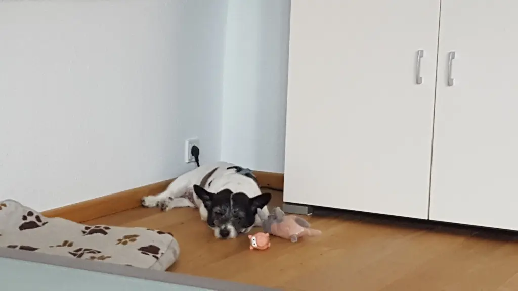 Bild von Rocky