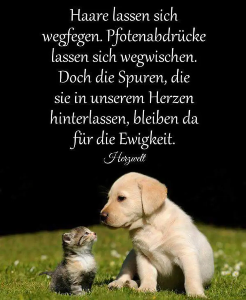 Bild von Rocky