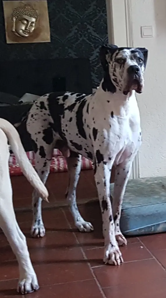 Image from Sniper