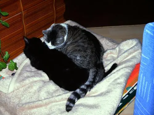 Image from Garfield und Jeanny