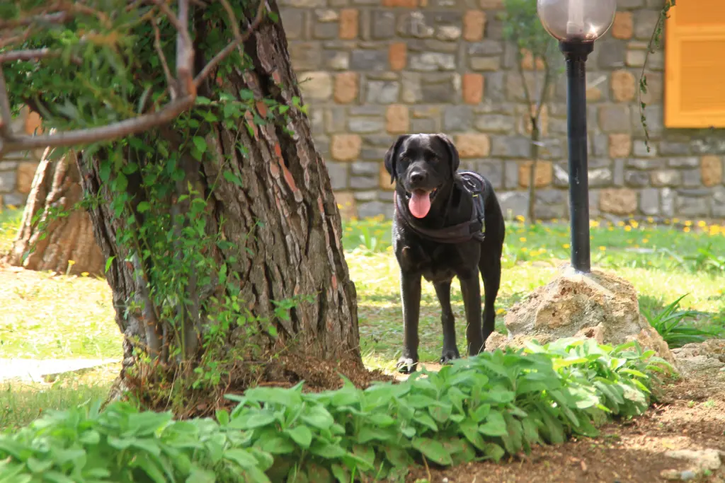 Condolence image of Heidi mit Buddy tief im Herzen