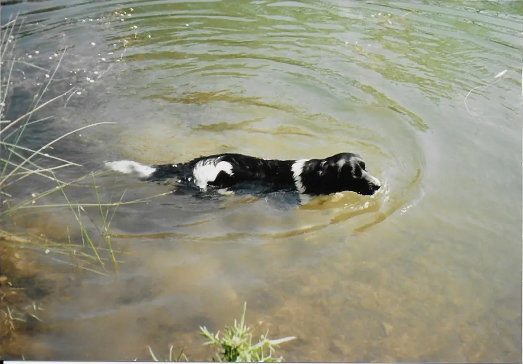 Andachtsbild von Brigitte mit Nelly im Herzen