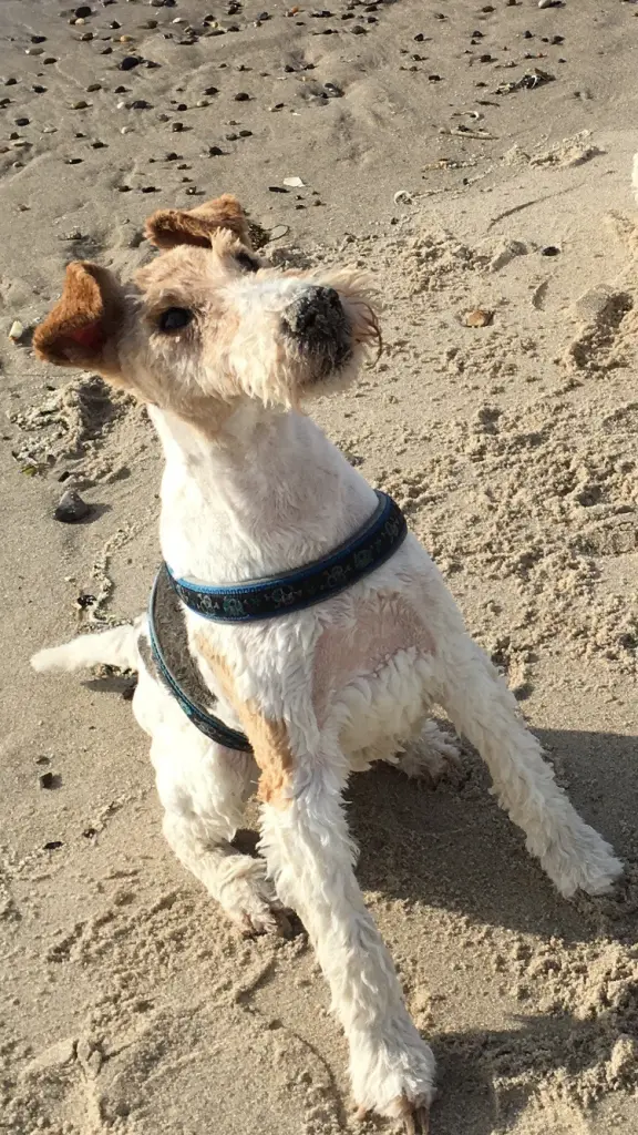 Bild von Timmy