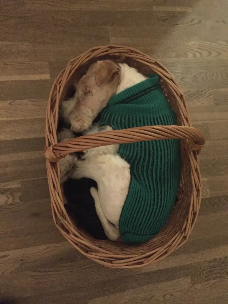 Bild von Timmy