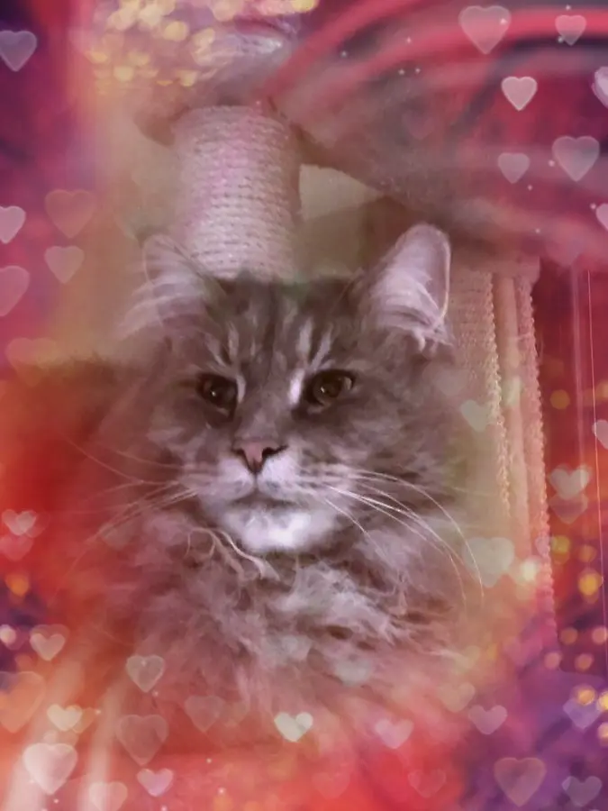 Condolence image of Brigitta&♥Sam♥