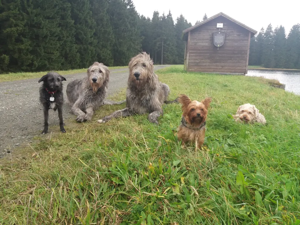 Image from Shaggy