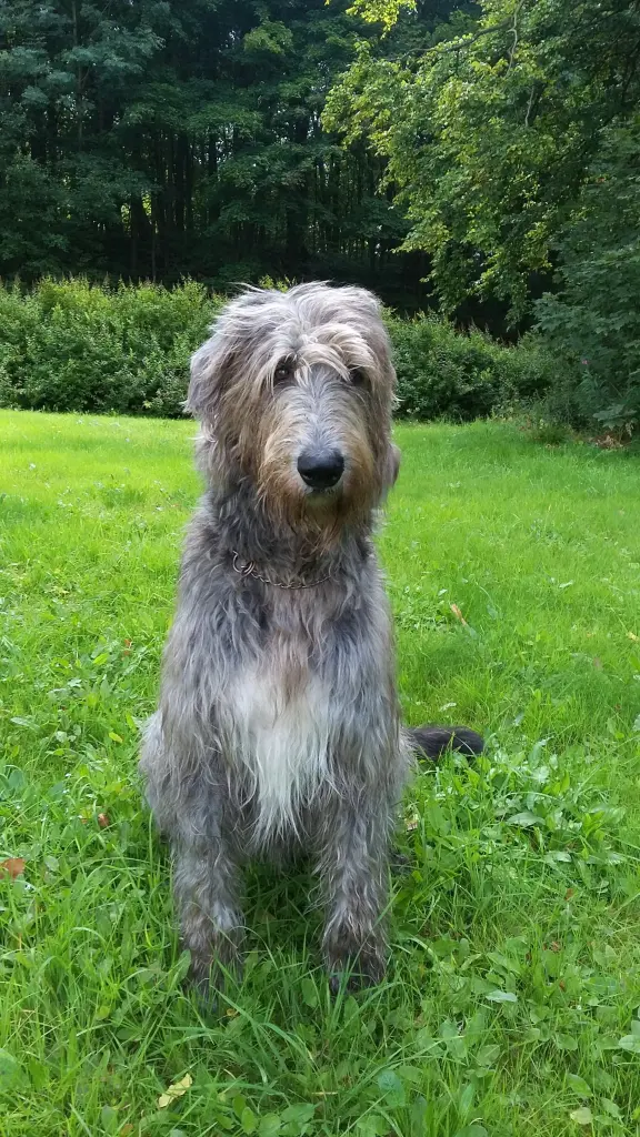 Image from Shaggy