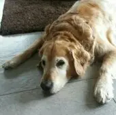 Andachtsbild von Micha mit Cäsar im Herzen