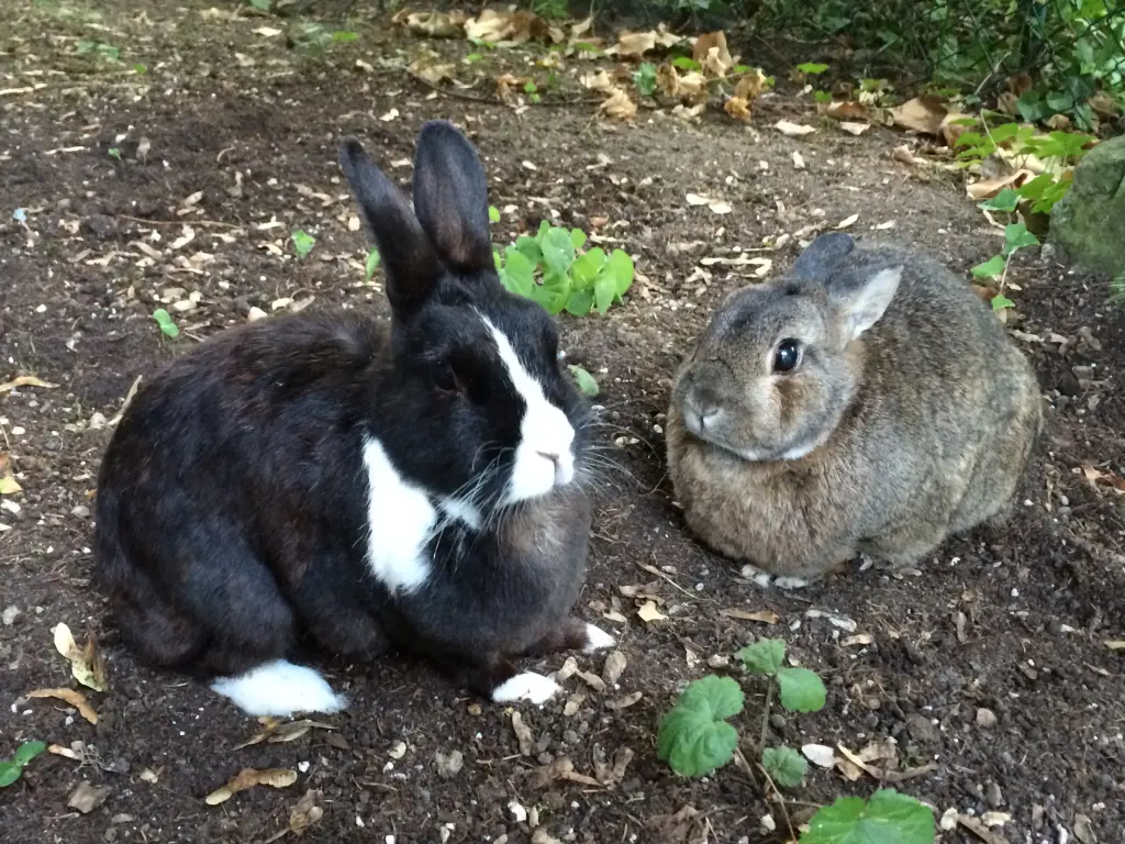 Andachtsbild von Eine Rose für Sandy