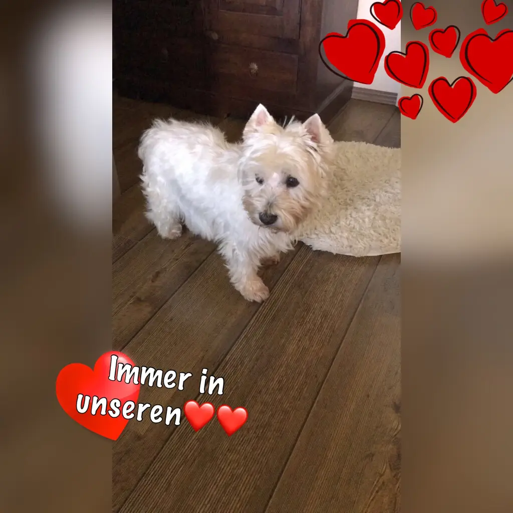 Bild von Monty