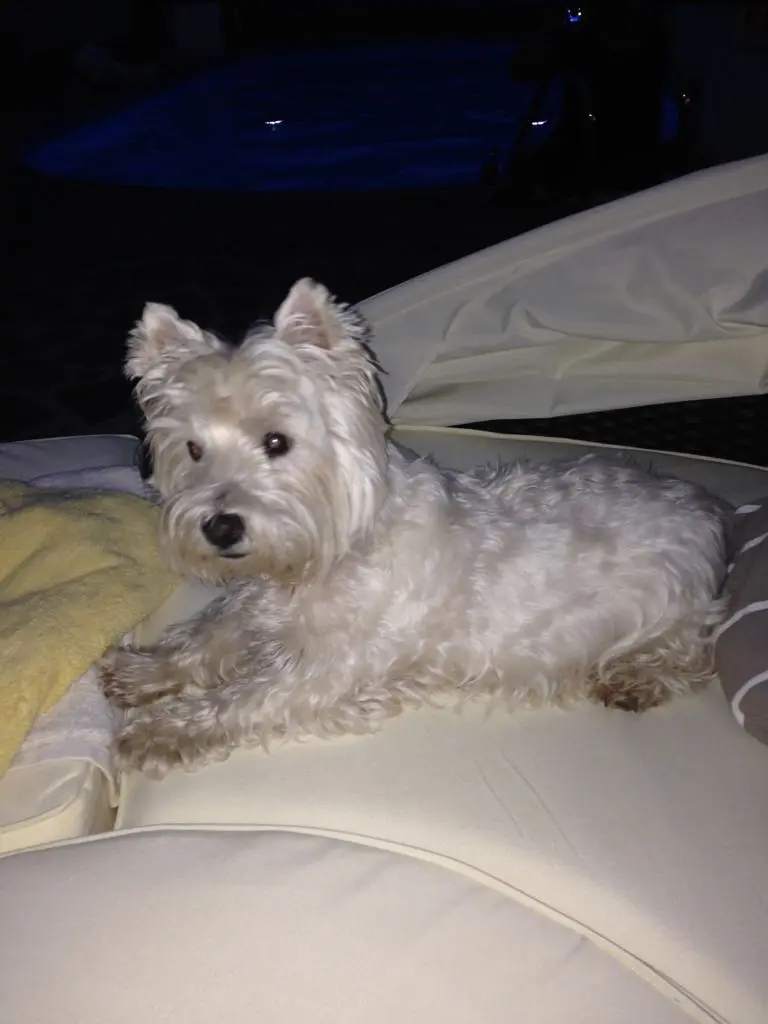 Bild von Monty
