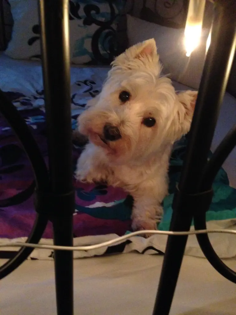 Bild von Monty