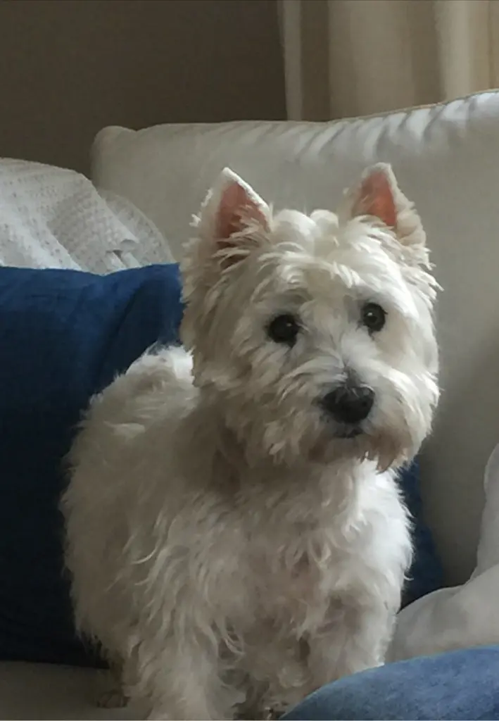 Bild von Monty