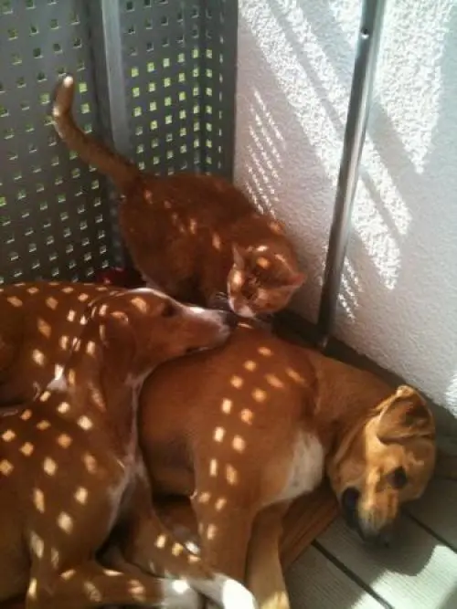 Image from Pavarotti