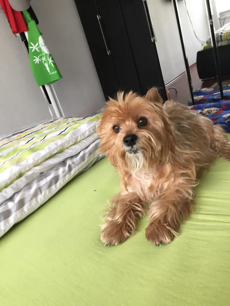 Andachtsbild von Unbekannt