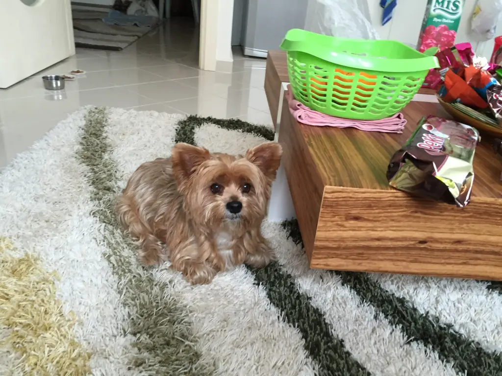 Andachtsbild von Unbekannt