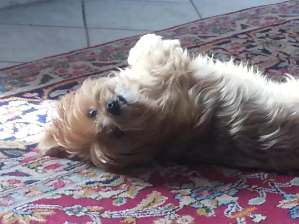 Andachtsbild von Unbekannt