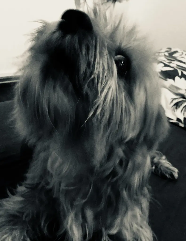 Andachtsbild von Unbekannt