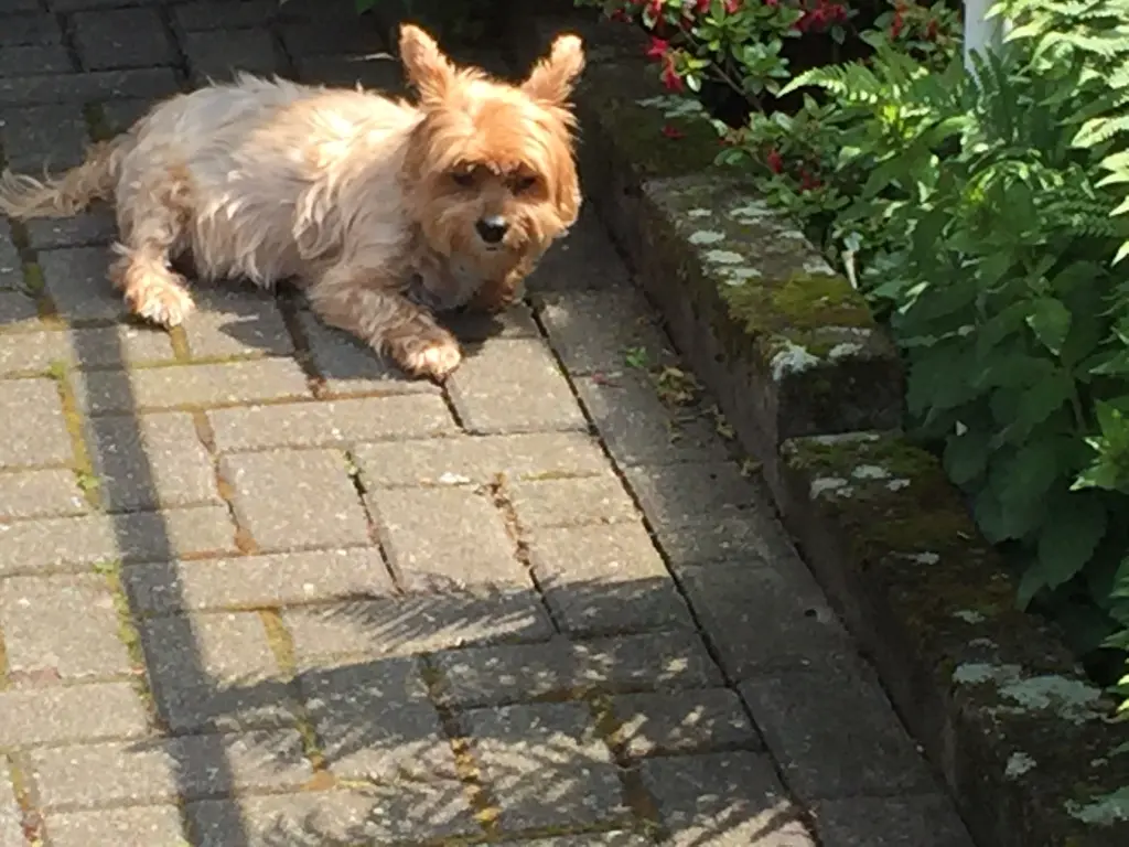 Andachtsbild von Unbekannt