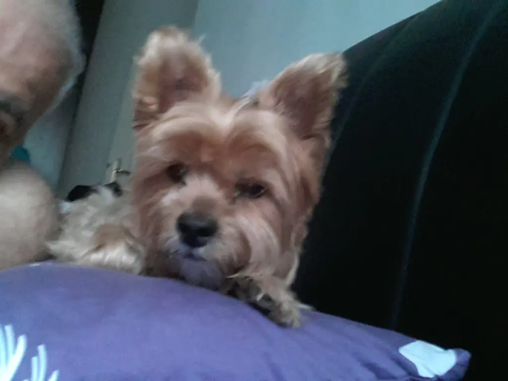 Andachtsbild von Unbekannt